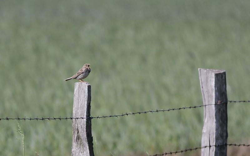 Kornsparv - Corn Bunting (Emberiza calandra)