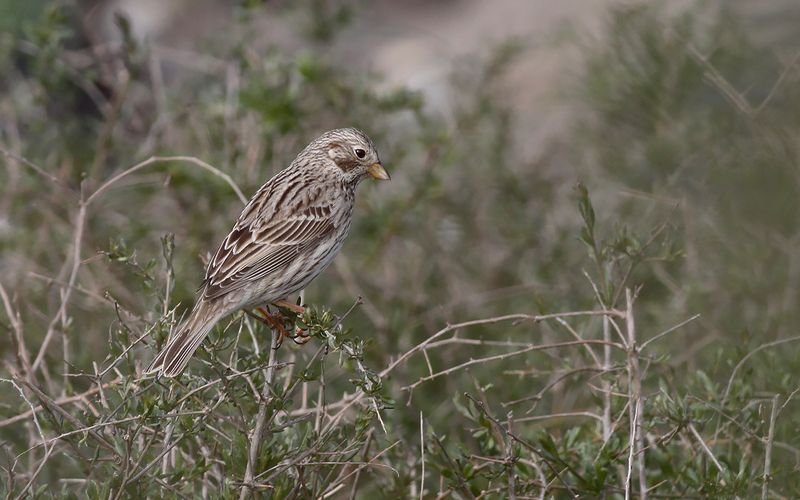 Kornsparv - Corn Bunting (Emberiza calandra)