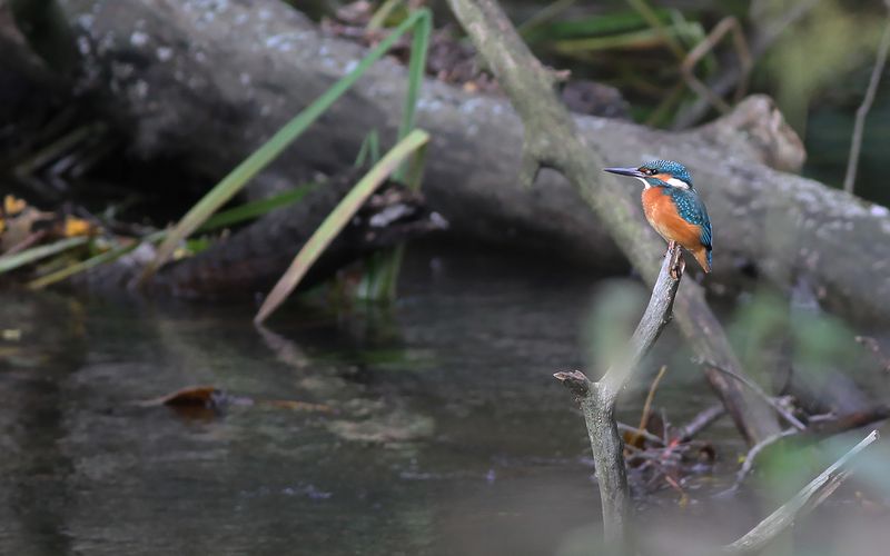 Kungsfiskare - Common Kingfisher (Alcedo atthis)