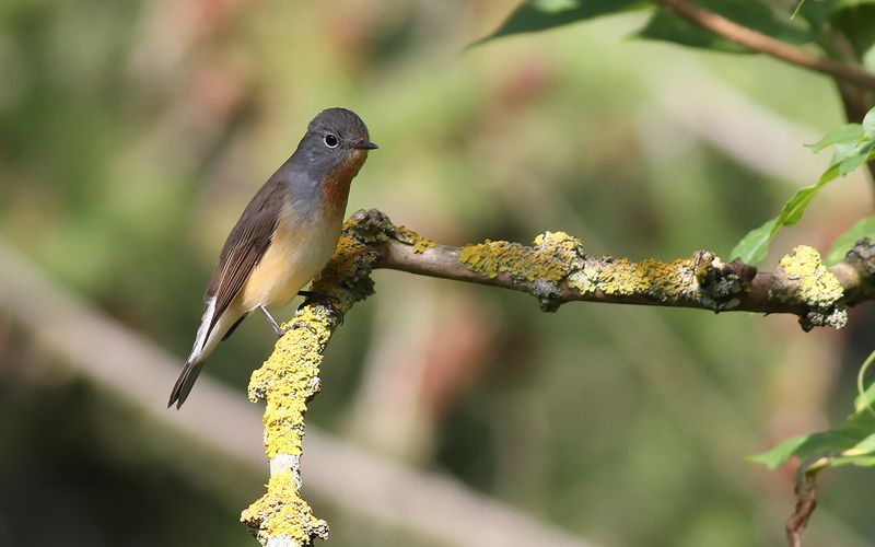 Mindre flugsnappare - Red-breasted Flycatcher (Ficedula parva)