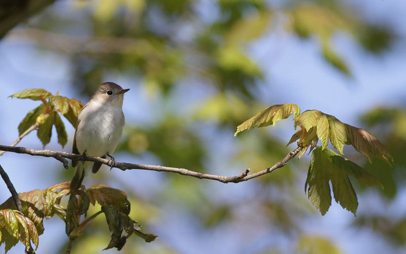 Mindre flugsnappare - Red-breasted Flycatcher (Ficedula parva)
