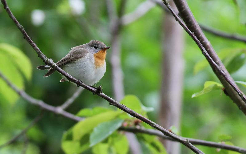 Mindre flugsnappare - Red-breasted Flycatcher (Ficedula parva)