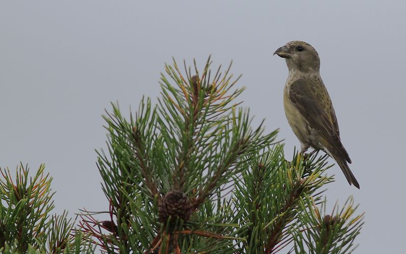 Mindre korsnäbb - Red Crossbill (Loxia curvirostra)