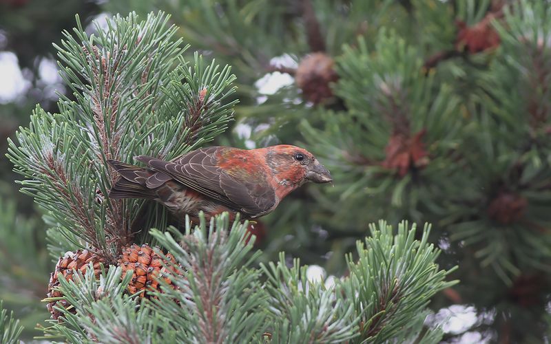 Mindre korsnäbb - Red Crossbill (Loxia curvirostra)