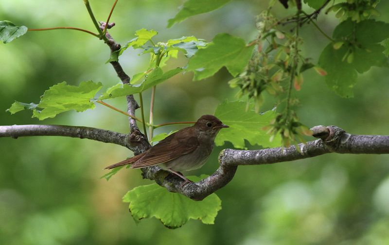 Näktergal - Thrush Nightingale (Luscinia luscinia)