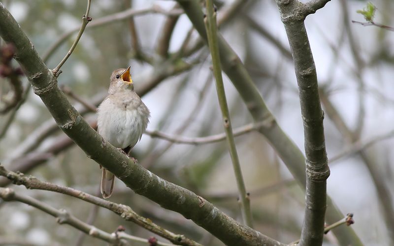 Näktergal - Thrush Nightingale (Luscinia luscinia)