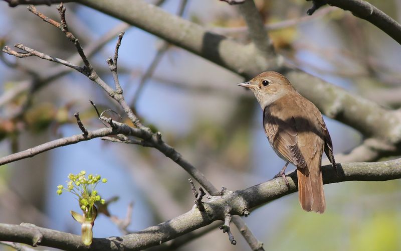 Näktergal - Thrush Nightingale (Luscinia luscinia)