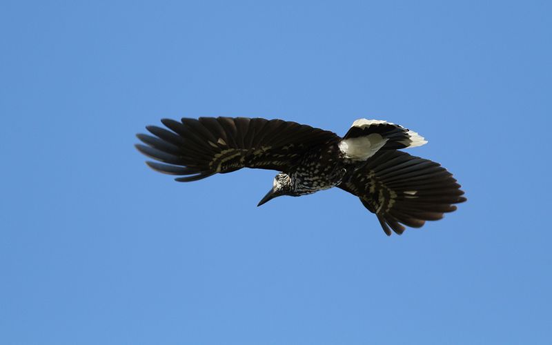 Ntkrka - Spotted Nutcracker (Nucifraga caryocatactes)