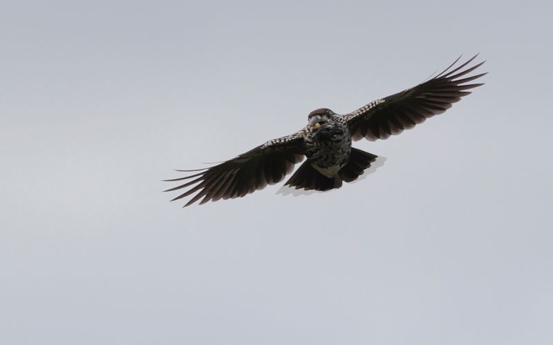 Ntkrka - Spotted Nutcracker (Nucifraga caryocatactes)