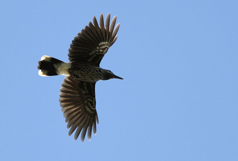 Ntkrka - Spotted Nutcracker (Nucifraga caryocatactes)