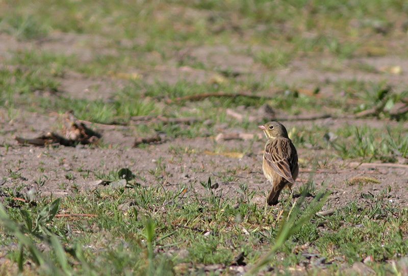 Ortolansparv - Ortolan Bunting (Emberiza hortulana)