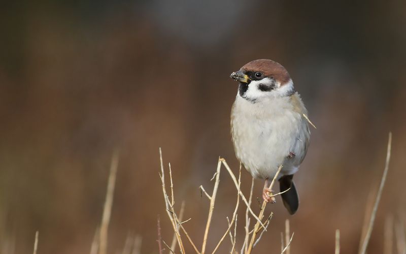 Pilfink - Tree Sparrow (Passer montanus)