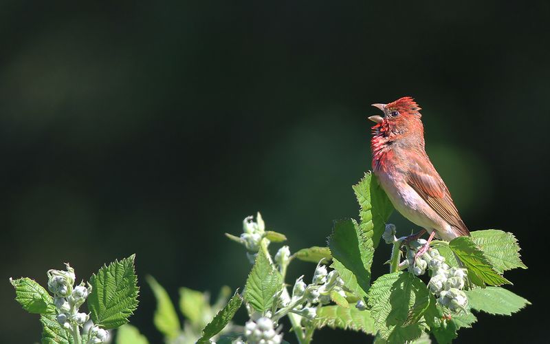 Rosenfink - Common Rosefinch (Carpodacus erythrinus)