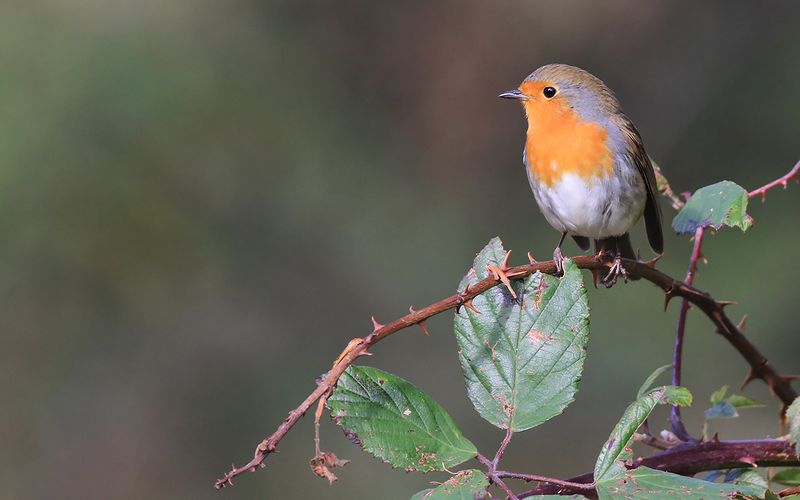 Rödhake - Robin (Erithacus rubecula)
