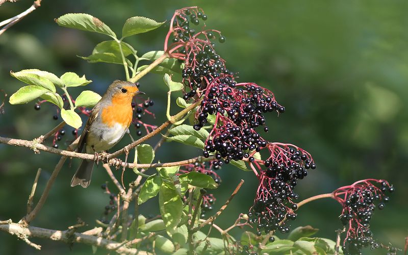 Rödhake - Robin (Erithacus rubecula)
