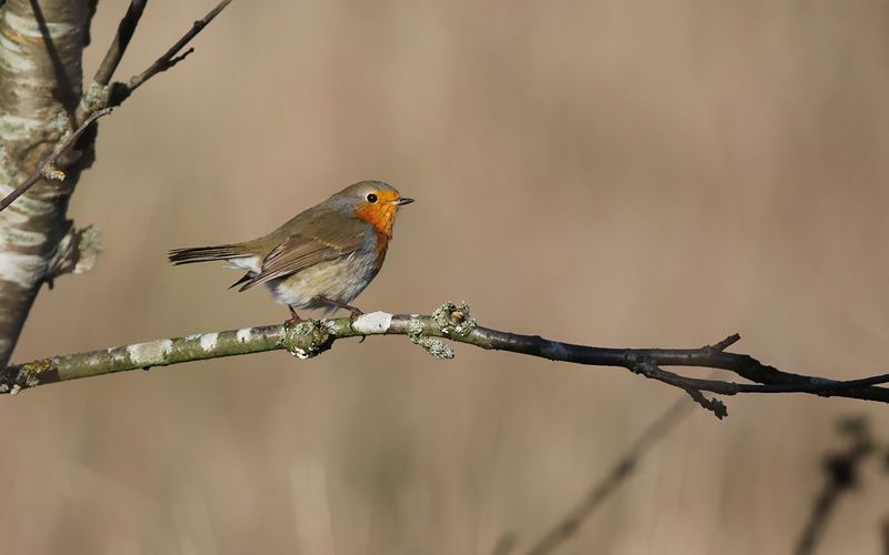 Rödhake - Robin (Erithacus rubecula)