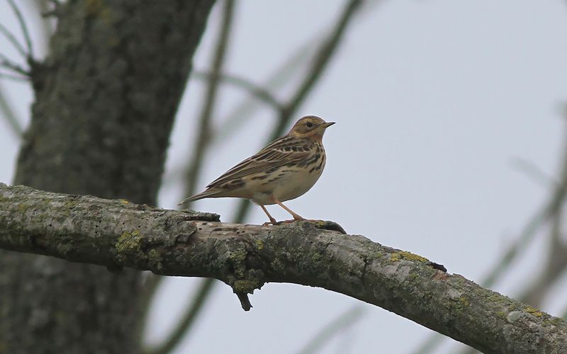 Rödstrupig piplärka - Red-throated Pipit (Anthus cervinus)