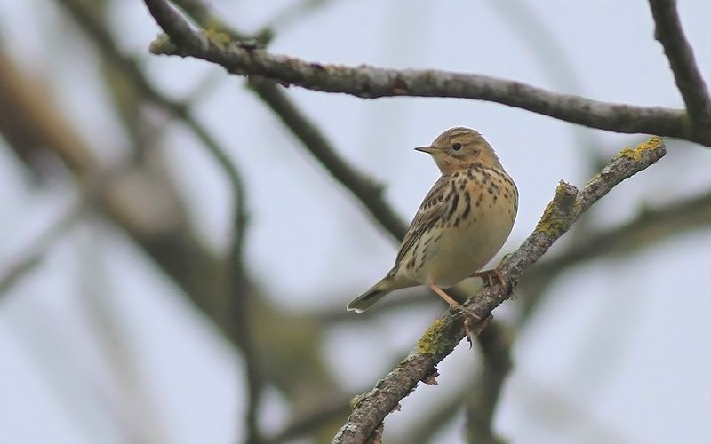 Rödstrupig piplärka - Red-throated Pipit (Anthus cervinus)
