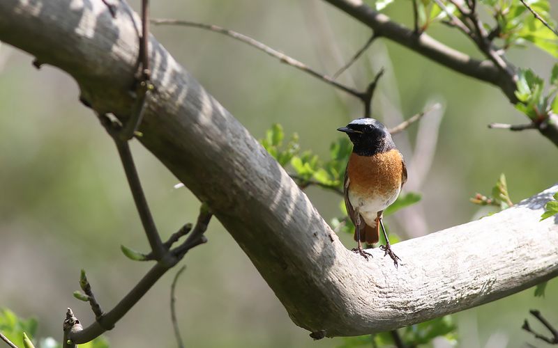 Rödstjärt - Redstart (Phoenicurus phoenicurus)