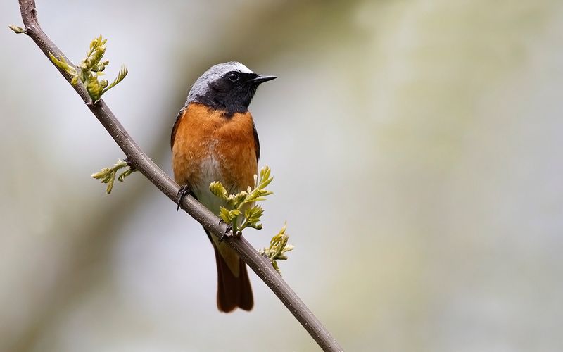 Rödstjärt - Redstart (Phoenicurus phoenicurus)
