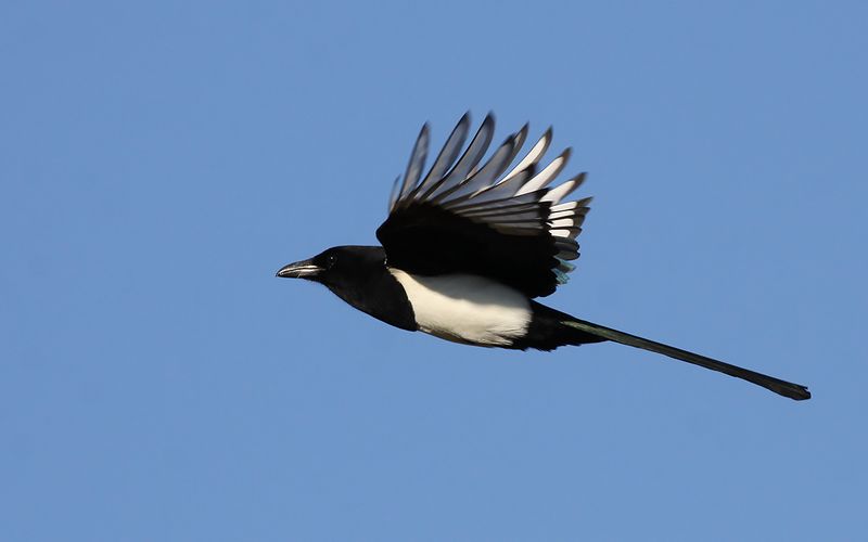 Skata - Eurasian Magpie (Pica pica)