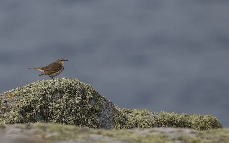 Skärpiplärka - Rock Pipit (Anthus petrosus)