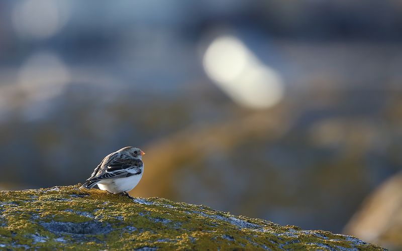Snösparv - Snow Bunting (Plectrophenax nivalis)