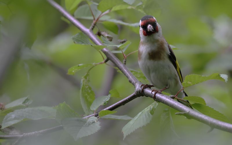 Steglits - Goldfinch (Carduelis carduelis)