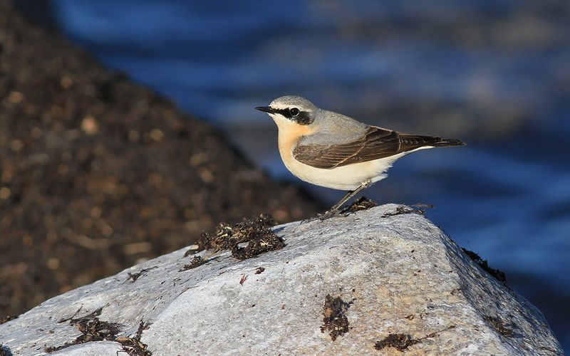 Stenskvätta - Northern Wheatear (Oenanthe oenanthe)