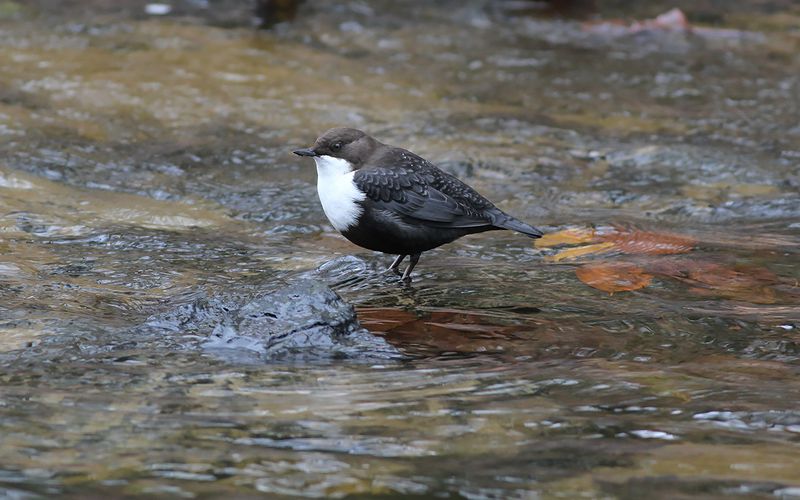 Strömstare - White-throated Dipper (Cinclus cinclus)