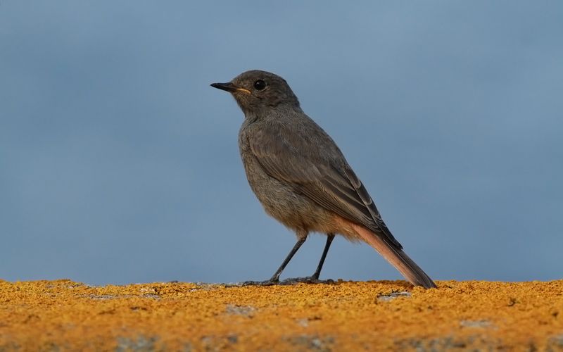 Svart rödstjärt - Black Redstart (Phoenicurus ochruros)