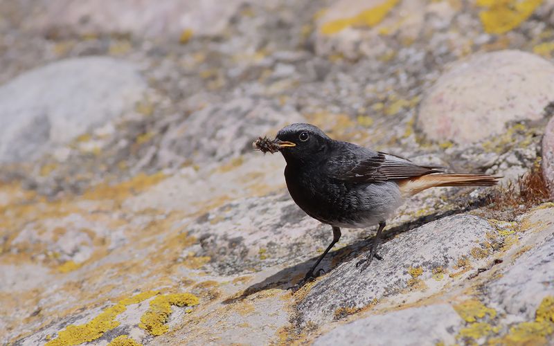 Svart rödstjärt - Black Redstart (Phoenicurus ochruros)