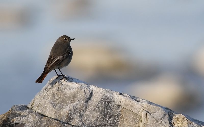 Svart rödstjärt - Black Redstart (Phoenicurus ochruros)