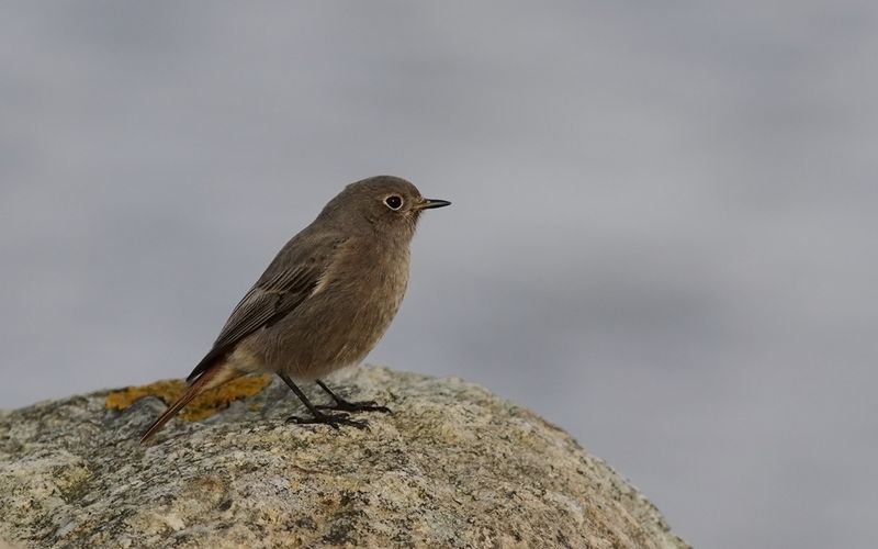 Svart rödstjärt - Black Redstart (Phoenicurus ochruros)