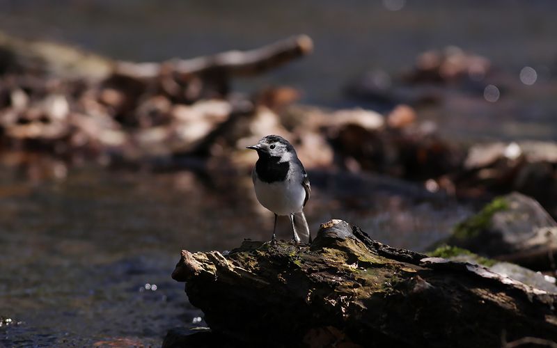 Sädesärla - Pied Wagtail (Motacilla alba)