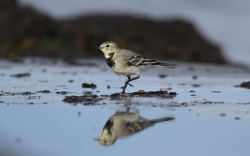 Sädesärla - Pied Wagtail (Motacilla alba)