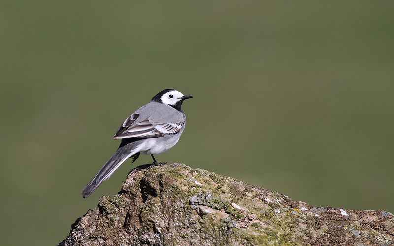 Sädesärla - Pied Wagtail (Motacilla alba)
