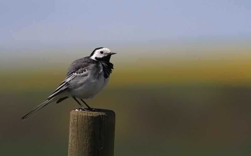 Sädesärla - Pied Wagtail (Motacilla alba)