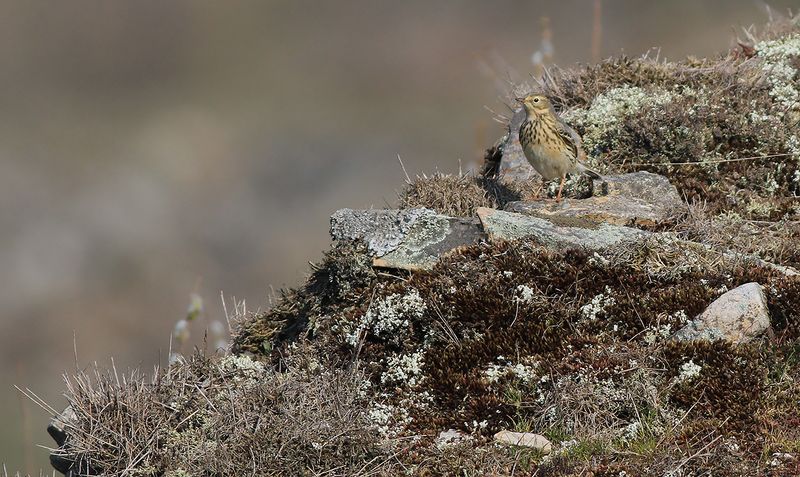 Ängspiplärka - Meadow Pipit ( Anthus pratensis)