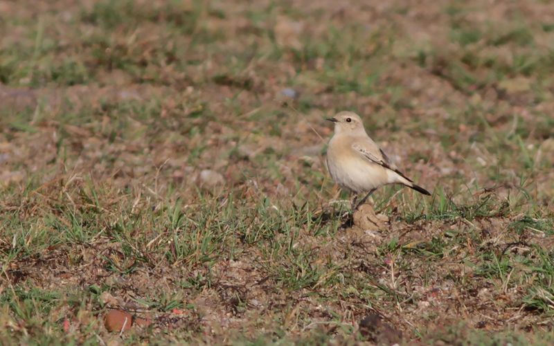 Ökenstenskvätta - Desert Wheatear (Oenanthe deserti)