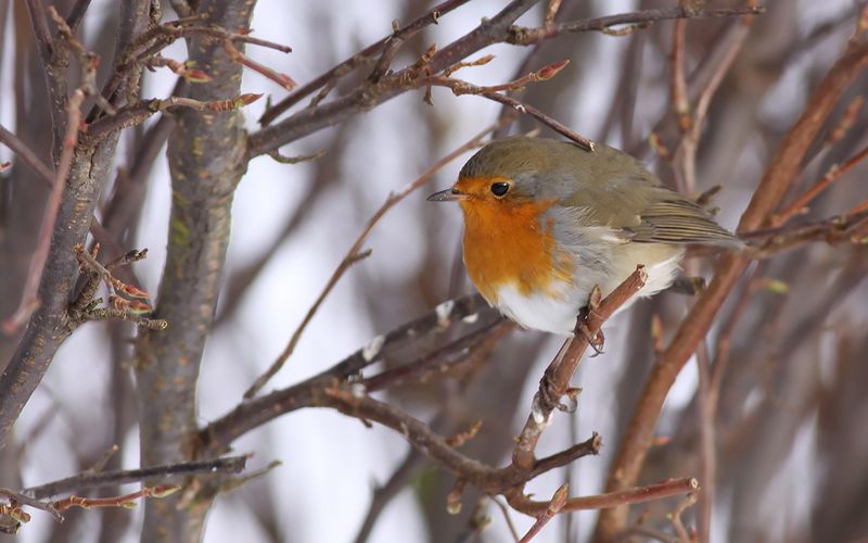 Rödhake - Robin (Erithacus rubecula)