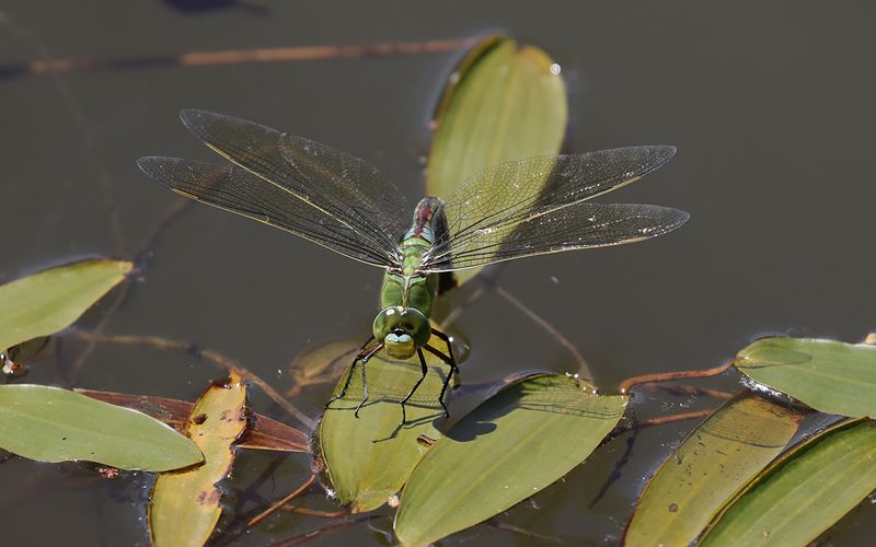 Bl kejsartrollslnda (Anax imperator)