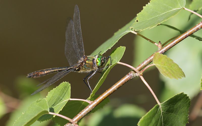 Guldtrollslnda (Cordulia aenea)