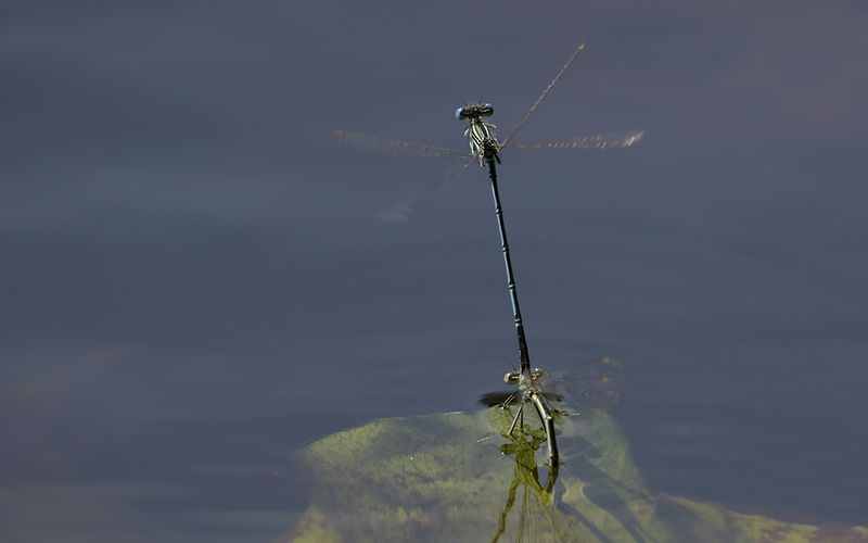 Flodflickslnda (Platycnemis pennipes)