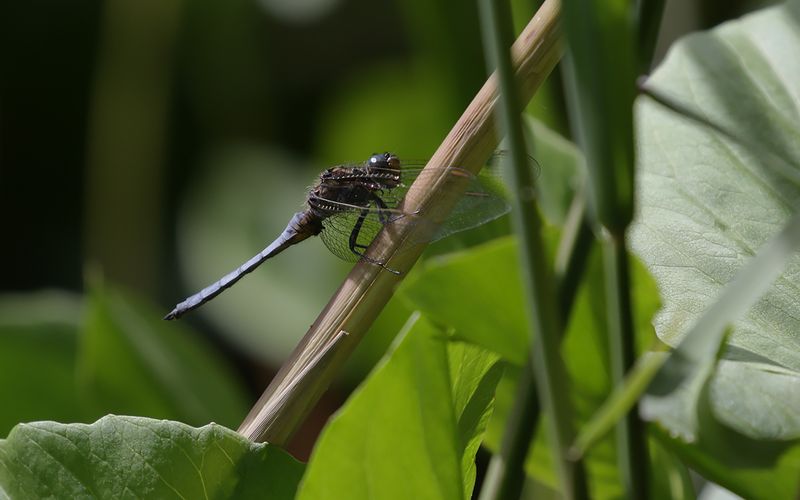 Mindre sjtrollslnda (Orthetrum coerulescens) 