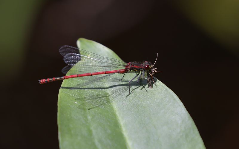 Rd flickslnda (Pyrrhosoma nymphula)