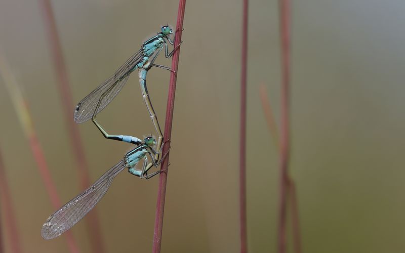 Strre kustflickslnda (Ischnura elegans)