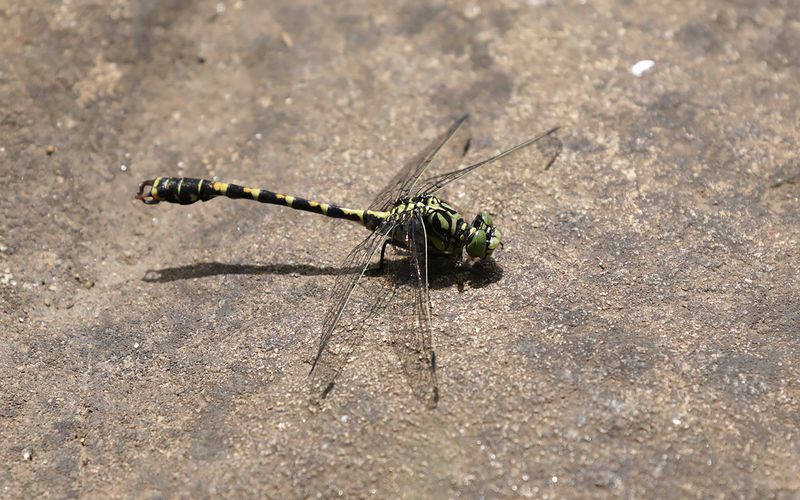 Stenflodtrollslnda (Onychogomphus forcipatus)