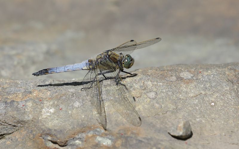 Strre sjtrollslnda (Orthetrum cancellatum)