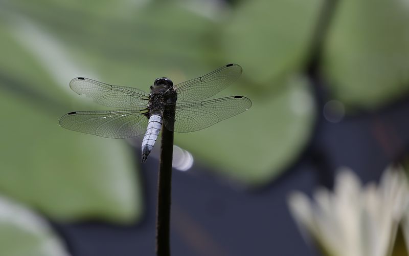 Spetsflckad trollslnda (Libellula fulva)